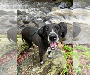 Bluetick Coonhound-Unknown Mix Dogs for adoption in Rockaway, NJ, USA