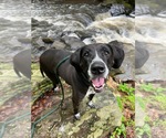 Small Bluetick Coonhound Mix