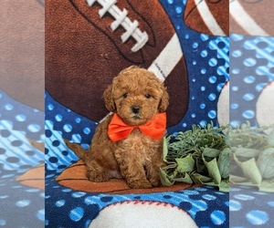 Shih-Poo Puppy for sale in LINCOLN UNIV, PA, USA