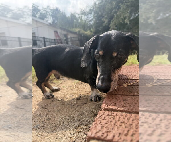 Medium Photo #3 Dachshund-Unknown Mix Puppy For Sale in Mooresville, NC, USA