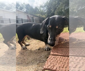 Gus - Male Dachshund-Unknown Mix Dog for Adoption - Photo #3
