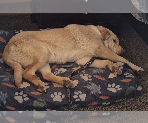 Medium Photo #3 Labrador Retriever Puppy For Sale in Omaha, NE, USA