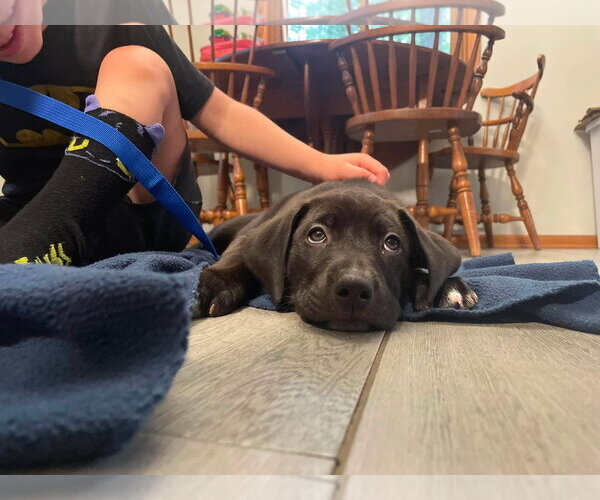 Medium Photo #3 Labrador Retriever-Unknown Mix Puppy For Sale in Duluth, MN, USA