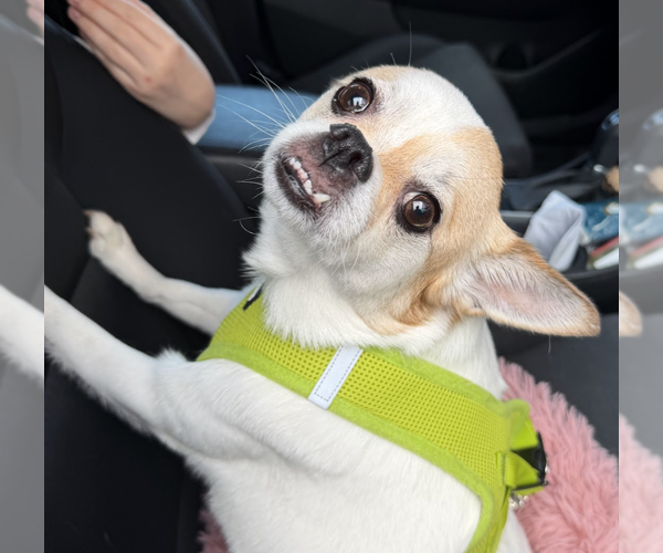 Medium Photo #3 Bulldog-Chihuahua Mix Puppy For Sale in Brooklyn, NY, USA