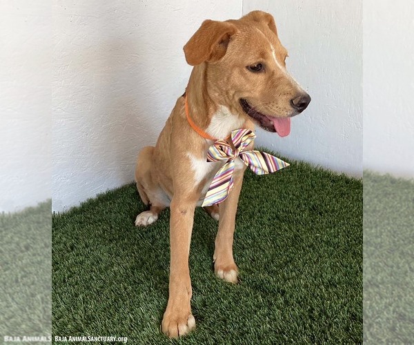 Medium Photo #2 Labrador Retriever-Unknown Mix Puppy For Sale in San Diego, CA, USA