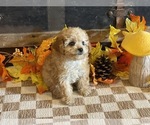 Miley - Female Cavapoo (Miniature) Puppy for Sale - Photo #4
