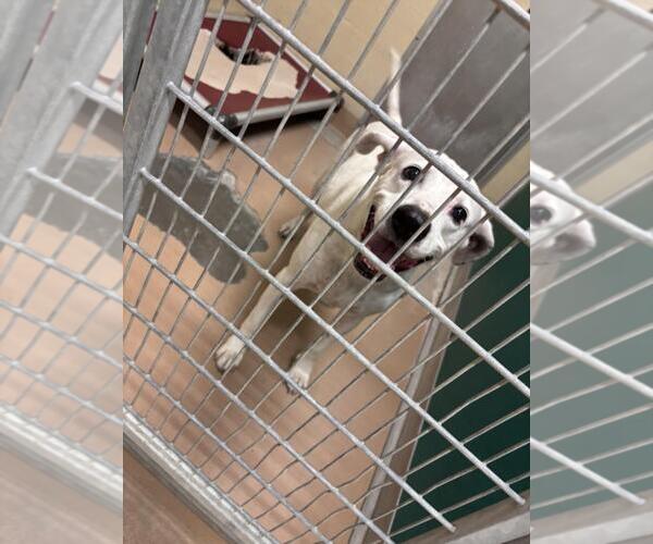 Medium Photo #1 Dalmatian-Unknown Mix Puppy For Sale in Texas City, TX, USA