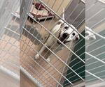 Small Dalmatian Mix