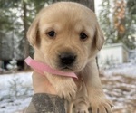 Puppy Puppy 1 Labrador Retriever