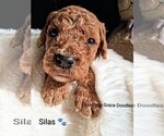 Small Photo #52 Goldendoodle (Miniature) Puppy For Sale in GASTONIA, NC, USA