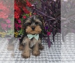 Small #3 Yorkshire Terrier
