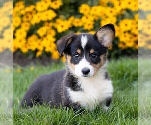 Pembroke Welsh Corgi Puppy for sale in HONEY BROOK, PA, USA