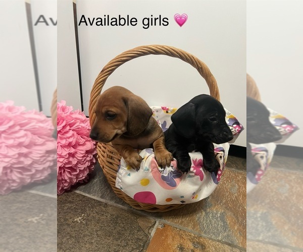 Medium Photo #2 Dachshund Puppy For Sale in ALLEN, TX, USA