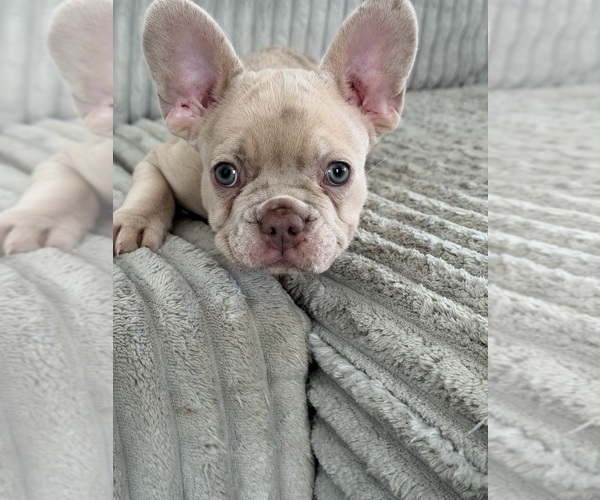 Medium Photo #11 French Bulldog Puppy For Sale in ARVERNE, NY, USA