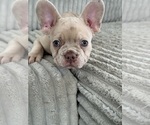 Small #10 French Bulldog