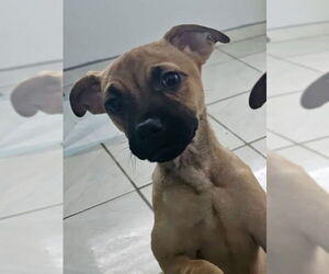 Chug Dogs for adoption in Jefferson, NJ, USA