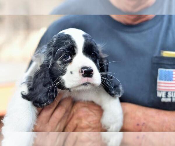 Medium Photo #1 Cocker Spaniel Puppy For Sale in JACKSONVILLE, FL, USA
