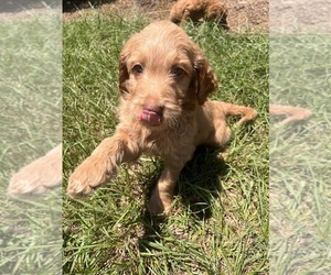 Goldendoodle (Miniature) Puppy for sale in LEAKESVILLE, MS, USA