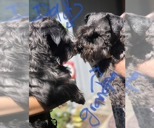 Father of the Schnauzer (Miniature) puppies born on 07/21/2025