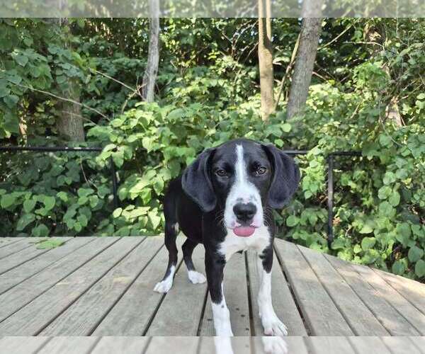 Medium Photo #2 Mutt Puppy For Sale in Elmsford, NY, USA
