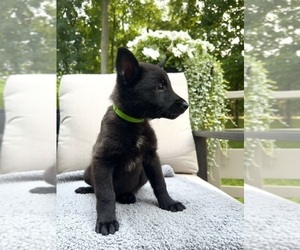 Belgian Malinois Puppy for sale in MANCHESTER, CT, USA