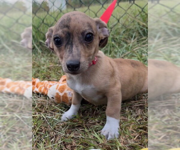 Medium Photo #1 Chihuahua-Unknown Mix Puppy For Sale in Tarrytown, GA, USA