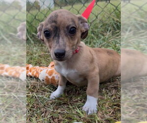 Chihuahua-Unknown Mix Dogs for adoption in Tarrytown, GA, USA