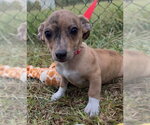 Small Chihuahua Mix