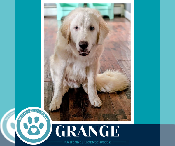 Medium Photo #4 Great Pyrenees Puppy For Sale in Kimberton, PA, USA