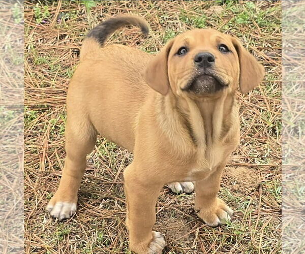 Medium Photo #1 Labloodhound Puppy For Sale in Alexander, AR, USA