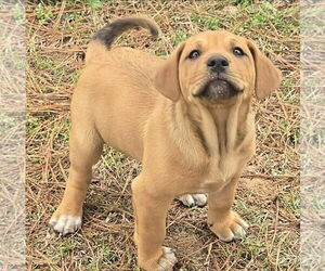 Labloodhound Dogs for adoption in Alexander, AR, USA