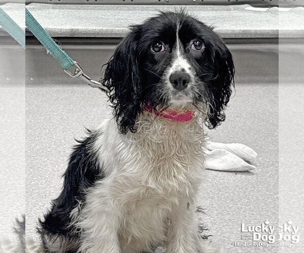 Medium Photo #1 Cocker Spaniel-Unknown Mix Puppy For Sale in Washington, DC, USA