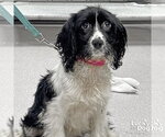Small Cocker Spaniel Mix