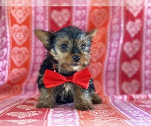 YorkiePoo Puppy for sale in LANCASTER, PA, USA