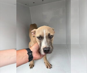 Mutt Dogs for adoption in Augusta, GA, USA