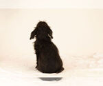 Small Photo #10 Bossi-Poo Puppy For Sale in BRISTOL, IN, USA