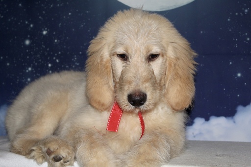 Medium Photo #2 Goldendoodle Puppy For Sale in LAKELAND, FL, USA