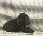 Small Photo #18 Poodle (Standard) Puppy For Sale in CHETEK, WI, USA