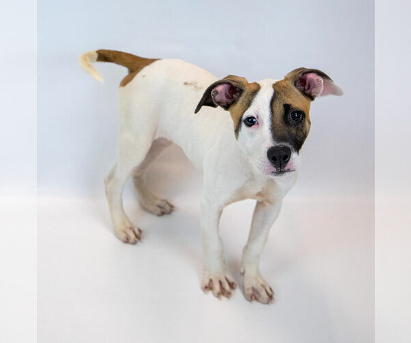 Medium Photo #4 Bulldog-Jack Russell Terrier Mix Puppy For Sale in Kennesaw, GA, USA