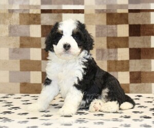 Bernedoodle (Miniature) Puppy for sale in DENVER, PA, USA