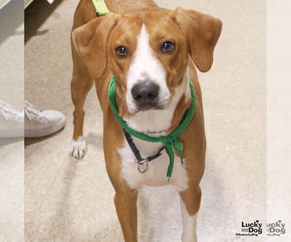 Medium Photo #5 Mutt Puppy For Sale in Washington, DC, USA