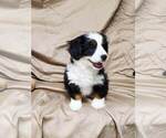 Small Photo #3 Bernedoodle Puppy For Sale in ATOKA, OK, USA