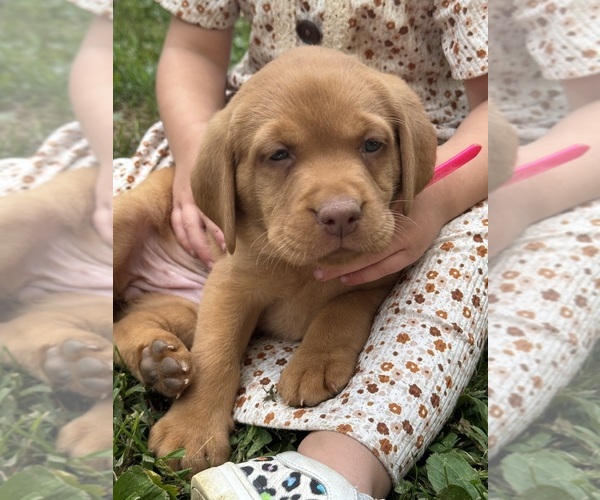 Medium Photo #1 Labrador Retriever Puppy For Sale in DENVER, PA, USA