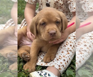 Labrador Retriever Puppy for sale in DENVER, PA, USA