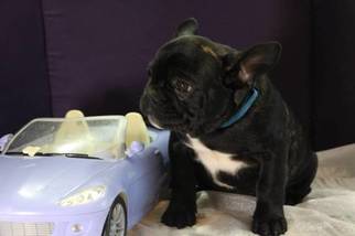 French Bulldog Puppy for sale in ORTONVILLE, MI, USA