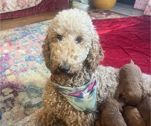 Mother of the Goldendoodle puppies born on 12/02/2024