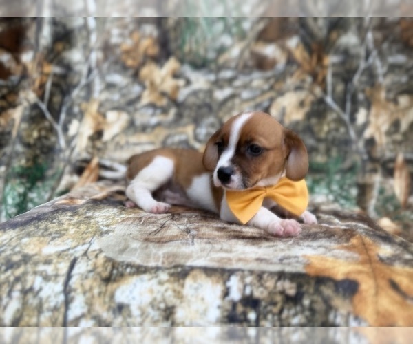 Medium Photo #6 Cavalier King Charles Spaniel-Jack Russell Terrier Mix Puppy For Sale in LAKELAND, FL, USA