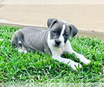Small Labrador Retriever