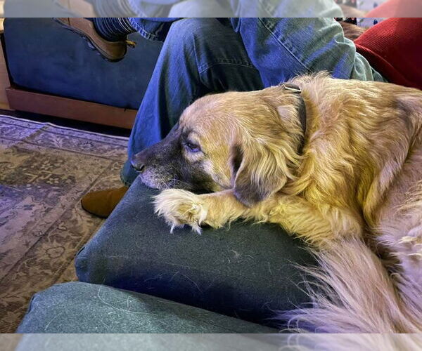 Medium Photo #3 Golden Retriever-Unknown Mix Puppy For Sale in Germantown, OH, USA