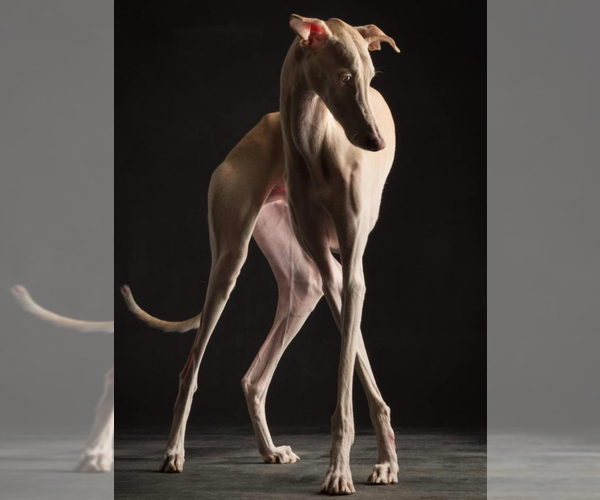 Medium Photo #1 Italian Greyhound Puppy For Sale in GLEN BURNIE, MD, USA